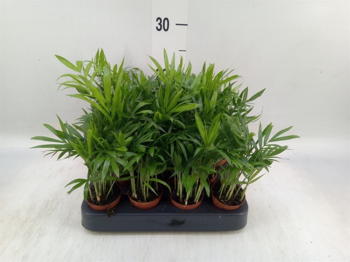 <h4>Chamaedorea elegans</h4>