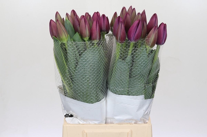 <h4>Tulipa en St Tropez</h4>