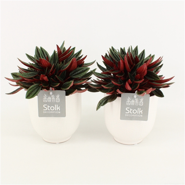 <h4>Peperomia Rosso in Liv keramiek</h4>