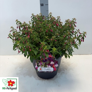 FUCHSIA TOM THUMB