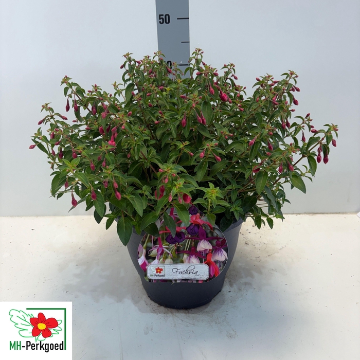 <h4>FUCHSIA TOM THUMB</h4>