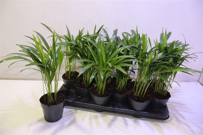 <h4>arr8 Dypsis Lutescens</h4>