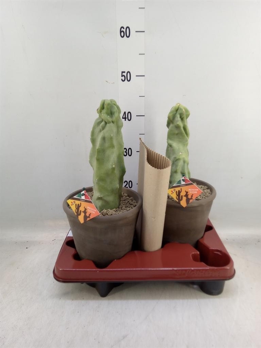 <h4>Cereus   ...</h4>