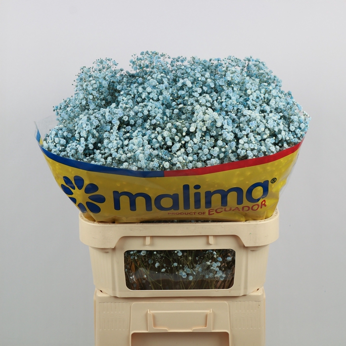 <h4>Gyps Klb Light Blue Malima</h4>