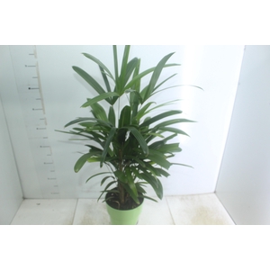 PALMEIRA RAPHIS P17
