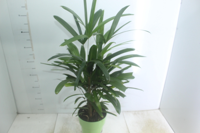 <h4>PALMEIRA RAPHIS P17</h4>