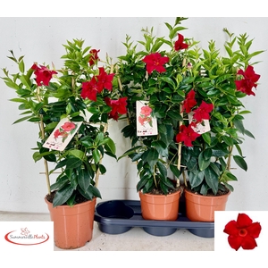 MANDE SUN EA SCARLET