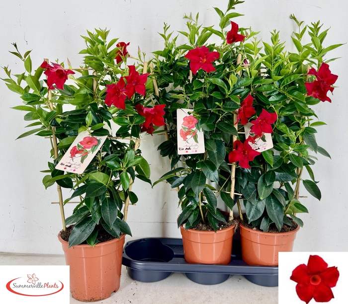 <h4>MANDE SUN EA SCARLET</h4>
