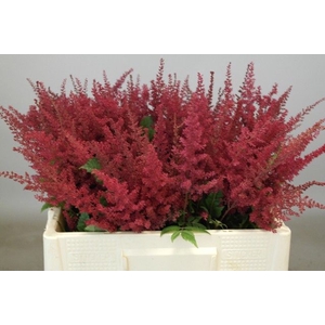 Astilbe Paul Gaarder Rutgrink