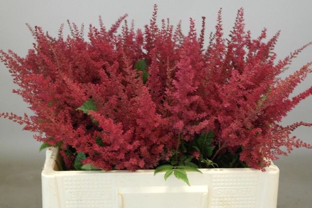 <h4>Astilbe Paul Gaarder Rutgrink</h4>