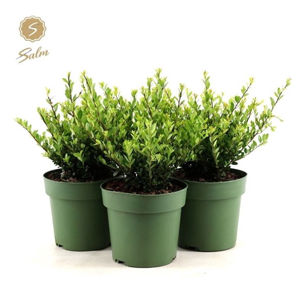 <h4>Ilex crenata 'Jenny'® P17</h4>