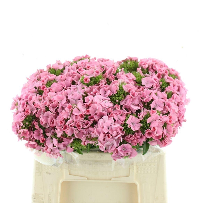 <h4>DI BARB EARL BRE</h4>