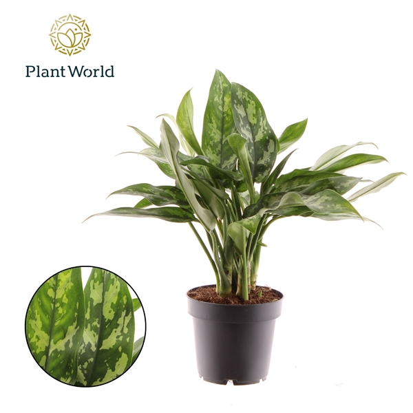 <h4>Aglaonema Maria</h4>