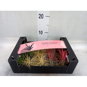 Tillandsia ionantha