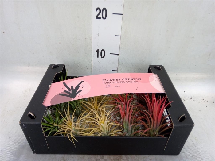 <h4>Tillandsia ionantha</h4>