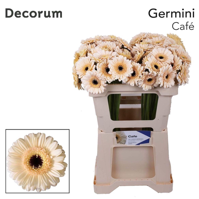 <h4>Ge Mi Cafe 07 CM,(NL),MPS C,(20)</h4>