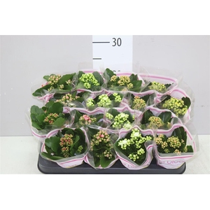 Kalanchoe Calandiva Mix