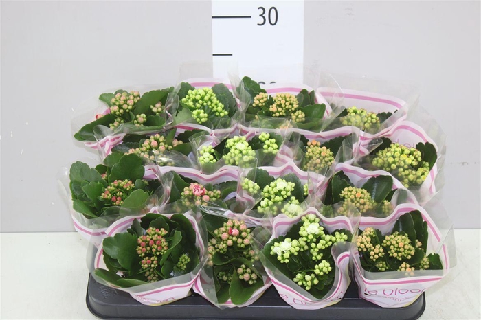 <h4>Kalanchoe Calandiva Mix</h4>