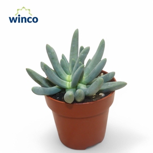 Cylindrophyllum Compothi