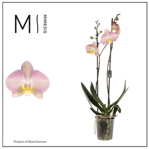 Phalaenopsis Rainbow 2 spike – 12cm | Mimesis