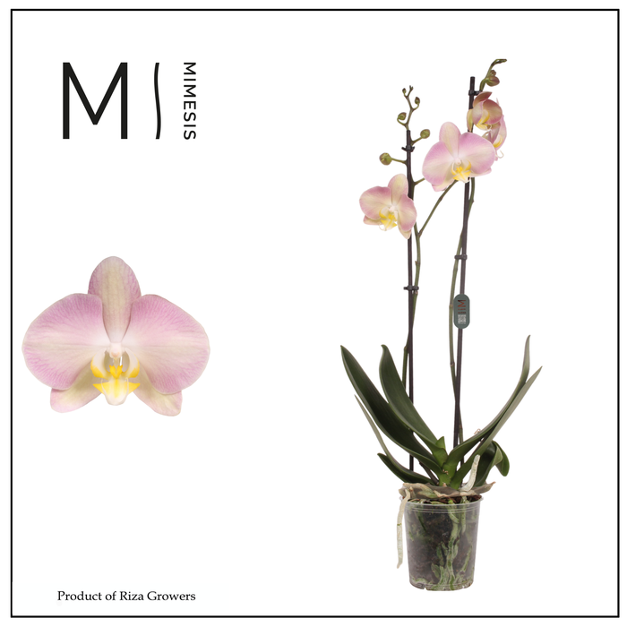 <h4>Phalaenopsis Rainbow 2 spike – 12cm | Mimesis</h4>