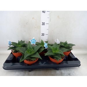 xGasteraloe  'Tiki Zilla'