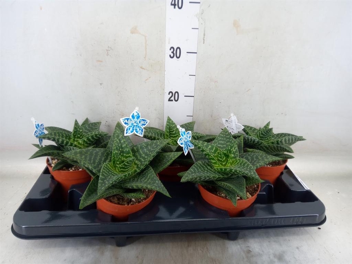 <h4>xGasteraloe  'Tiki Zilla'</h4>