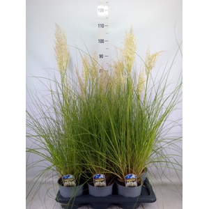 Cortaderia sell. 'Tiny Pampa'
