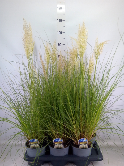 <h4>Cortaderia sell. 'Tiny Pampa'</h4>