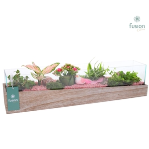 Aquarium Large met Arrangement