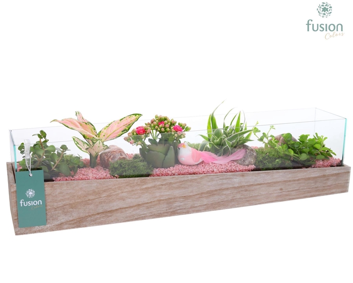 <h4>Aquarium Large met Arrangement</h4>