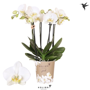 Kolibri Orchids Phalaenopsis Jewel Ghent 4 spike