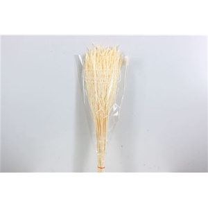 DRIED RICE GRASS BLEACHED BUNCH