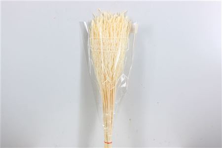 <h4>DRIED RICE GRASS BLEACHED BUNCH</h4>