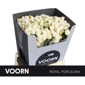 Rosa spray royal porcelina