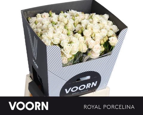 <h4>Rosa spray royal porcelina</h4>