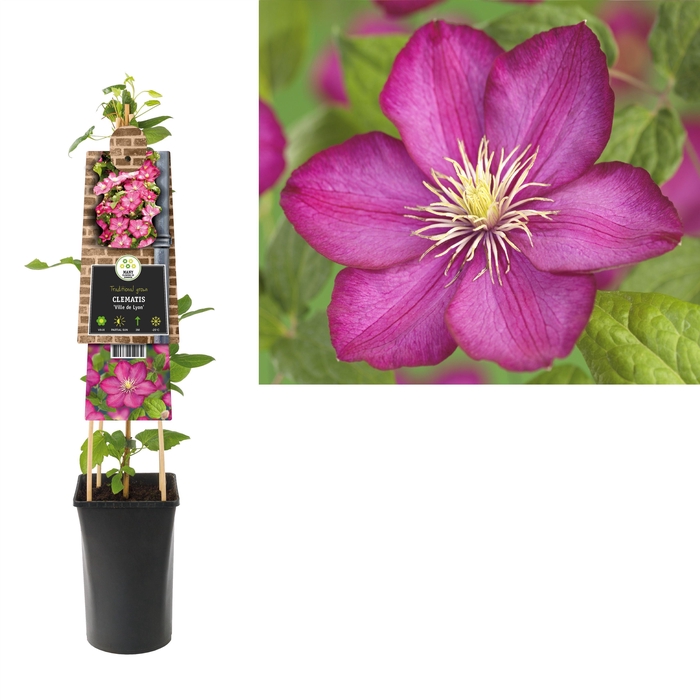 <h4>Clematis 'Ville de Lyon' +3.0 label</h4>
