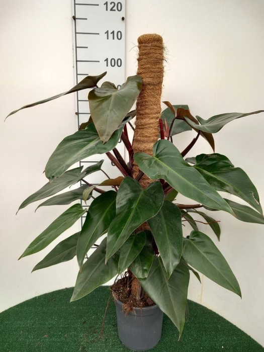 <h4>PHIL OVERIG</h4>