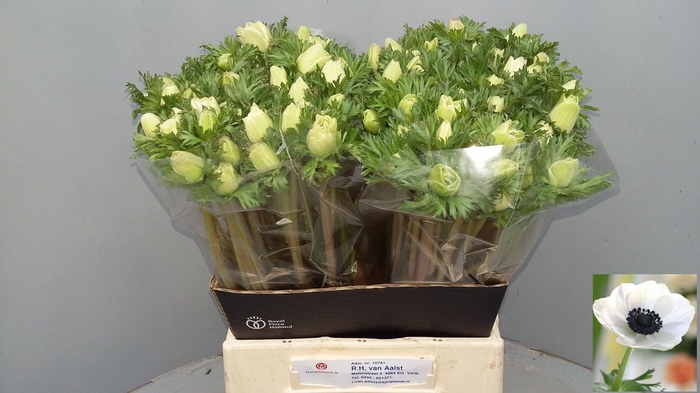 <h4>ANEM CO MAR PANDA</h4>