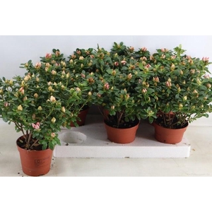 RHODO SI SACHSENSTER