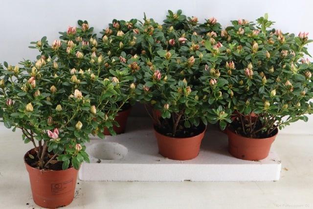 <h4>RHODO SI SACHSENSTER</h4>