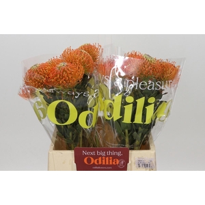 LEUCO AYOBA ORANGE