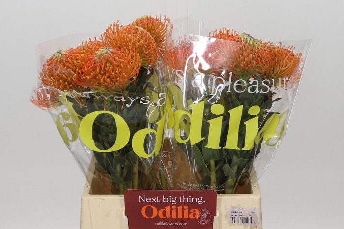 <h4>LEUCO AYOBA ORANGE</h4>