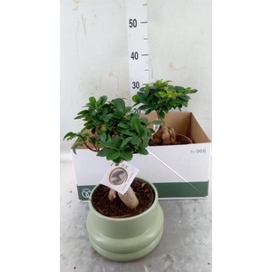 Ficus microcarpa 'Ginseng'