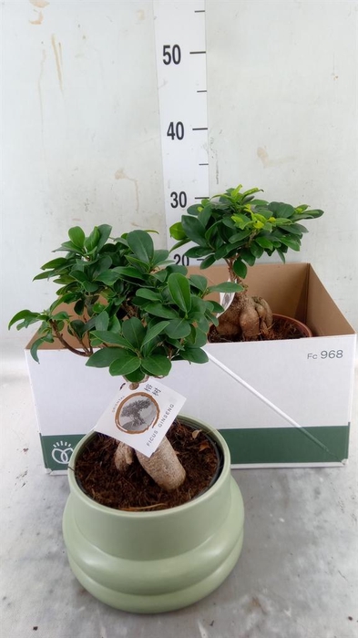 <h4>Ficus microcarpa 'Ginseng'</h4>