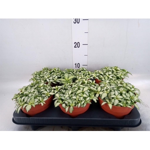 Fittonia  'Mosaic White Forest Fla'