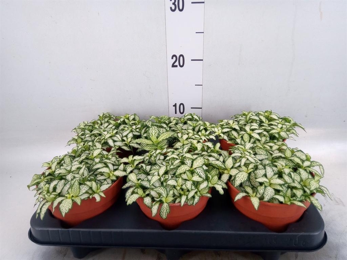 <h4>Fittonia  'Mosaic White Forest Fla'</h4>