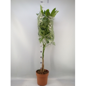 Pachira aquatica