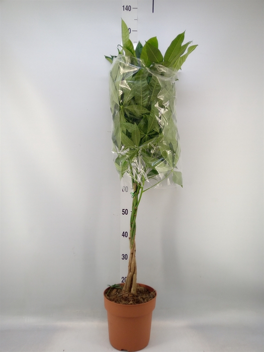<h4>Pachira aquatica</h4>