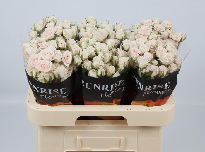 <h4>R TR SAND BLOSSOMS</h4>